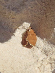 Argyrotaenia juglandana