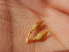 Cusickiella douglasii