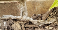 Pantherophis spiloides