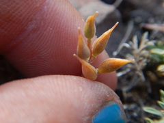 Cusickiella douglasii