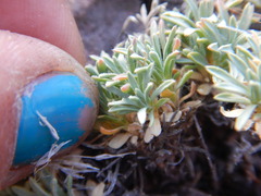 Cusickiella douglasii