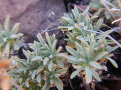 Cusickiella douglasii