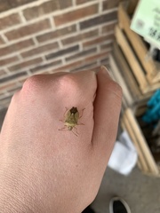 Euschistus variolarius