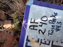 Cusickiella douglasii