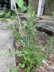 Lonicera albiflora