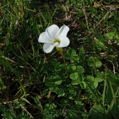 Oxalis minuta