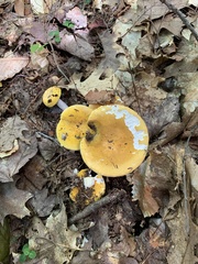 Russula ochroleucoides