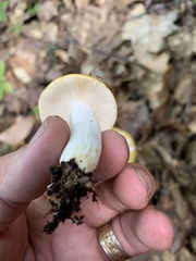 Russula ochroleucoides