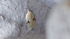 Agonopterix petasitis