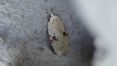 Agonopterix petasitis