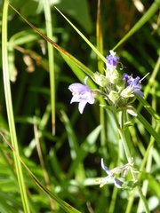 Polemonium occidentale