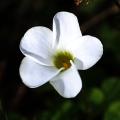 Oxalis minuta