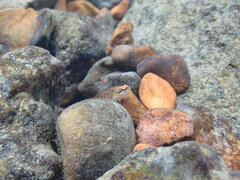 Etheostoma flabellare