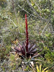 Tillandsia pastensis