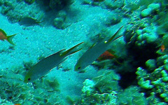 Neopomacentrus miryae