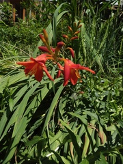 Hesperantha coccinea