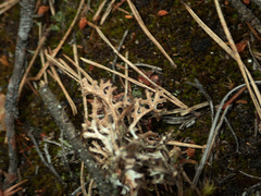 Cetraria ericetorum