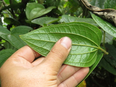 Smilax tomentosa