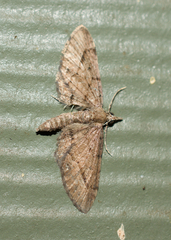 Eupithecia unicolor