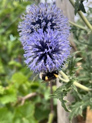 Bombus terrestris