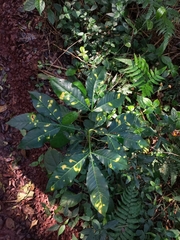 Aspidosperma