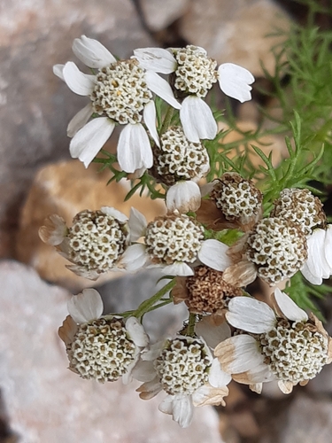 Image of Achillea clusiana by (c) Martin Scheuch, some rights reserved (CC BY)