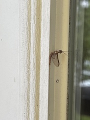 Ephemera vulgata