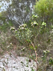 Phylica diffusa diffusa