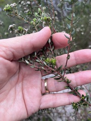 Phylica diffusa diffusa