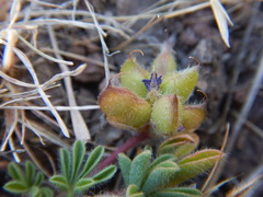Lupinus brevicaulis