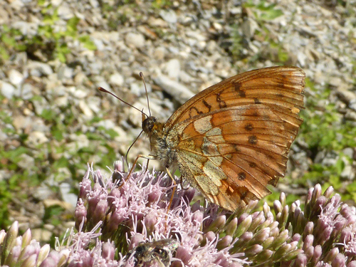 Marbled Fritillary