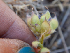 Lupinus brevicaulis