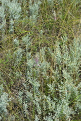 Allium praescissum
