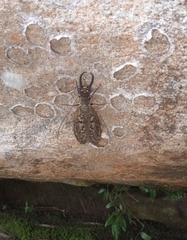 Corydalus tridentatus