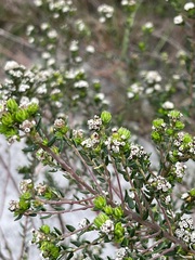 Phylica diffusa diffusa
