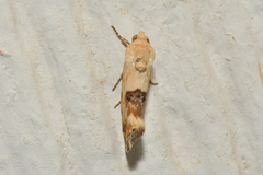 Ponometia libedis