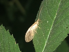 Microminae