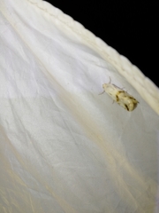 Eublemma porphyrinia