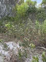 Phylica diffusa diffusa