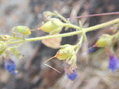 Penstemon roezlii