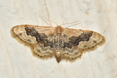Idaea gemmata