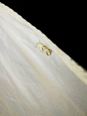 Eublemma porphyrinia