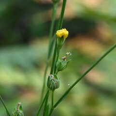 Linum intercursum