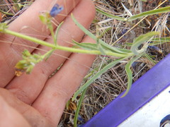 Penstemon roezlii