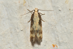 Chionodes sistrella