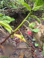 Daphne pontica
