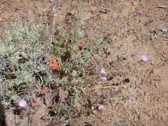 Sidalcea glaucescens