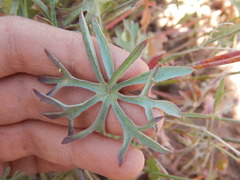 Sidalcea glaucescens