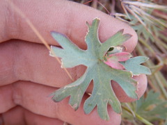 Sidalcea glaucescens