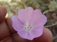 Sidalcea glaucescens